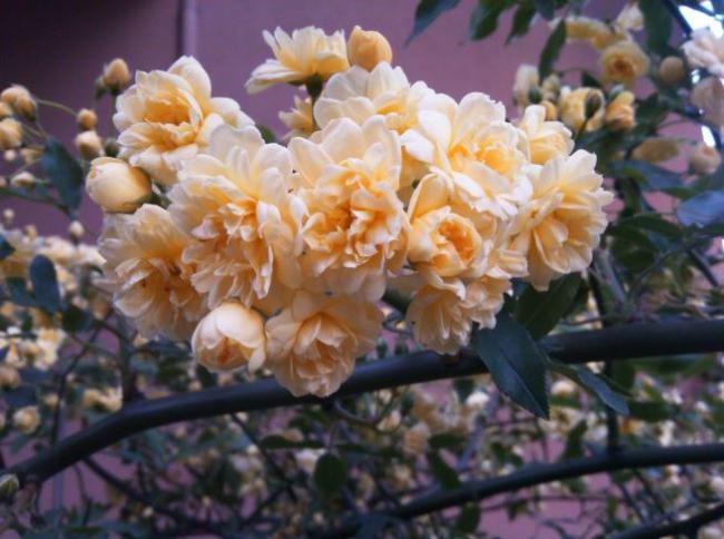 Name:  aa4.jpg
Views: 274
Size:  46.9 KB