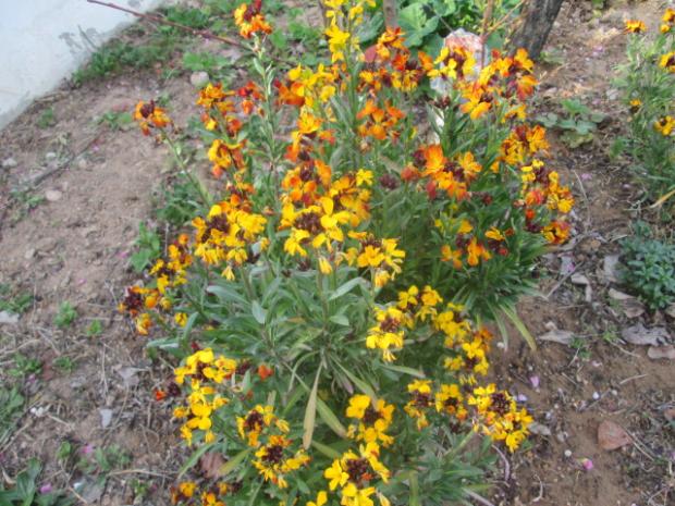 Name:  IMG_5521.jpg
Views: 293
Size:  71.8 KB