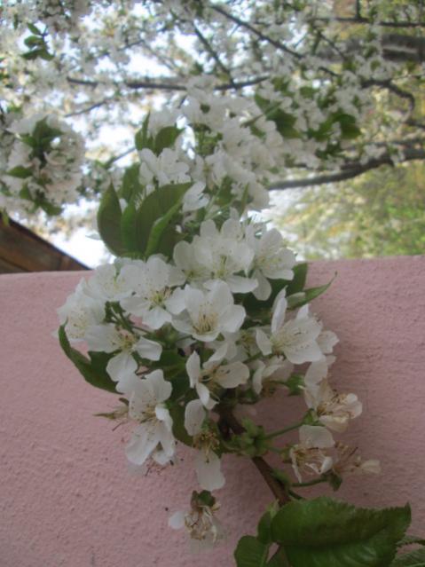 Name:  IMG_5524.jpg
Views: 285
Size:  44.4 KB