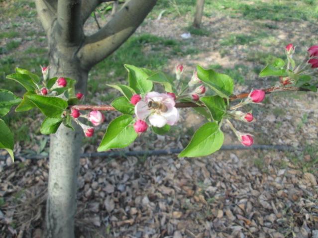Name:  IMG_5526.jpg
Views: 281
Size:  53.1 KB