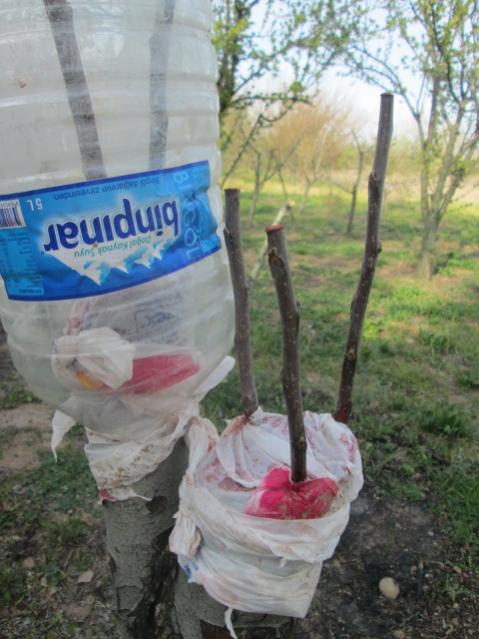 Name:  IMG_5534.jpg
Views: 270
Size:  49.5 KB