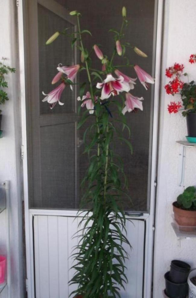 Name:  DSCF5108.jpg
Views: 714
Size:  64.5 KB