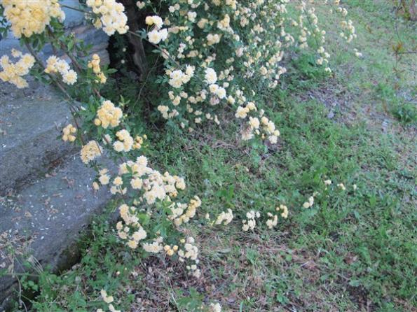 Name:  IMG_8306 (600 x 450).jpg
Views: 743
Size:  70.6 KB