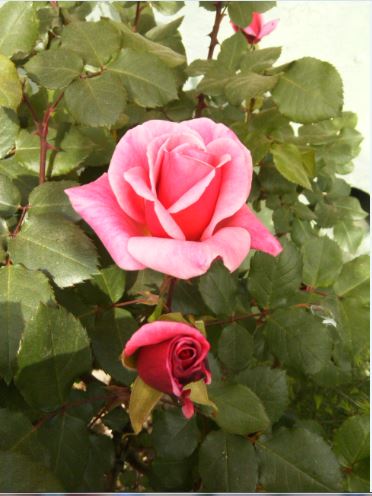 Name:  g.JPG
Views: 250
Size:  41.5 KB