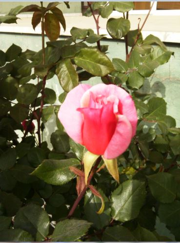 Name:  g1.JPG
Views: 238
Size:  43.2 KB