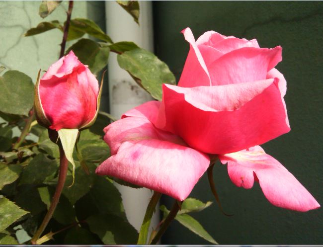 Name:  g3.JPG
Views: 243
Size:  53.6 KB