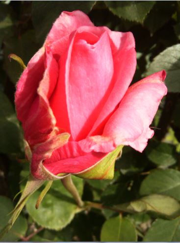 Name:  g4.JPG
Views: 244
Size:  35.2 KB