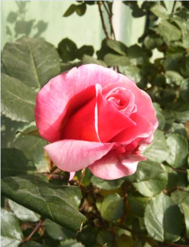 Name:  g5.JPG
Views: 248
Size:  38.9 KB