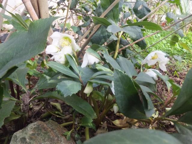 Name:  DSCF5788.jpg
Views: 620
Size:  59.9 KB