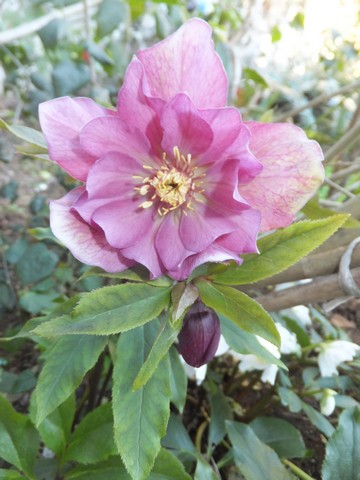 Name:  DSCF5903.jpg
Views: 600
Size:  61.6 KB