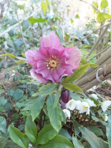 Name:  DSCF5904.jpg
Views: 599
Size:  67.4 KB