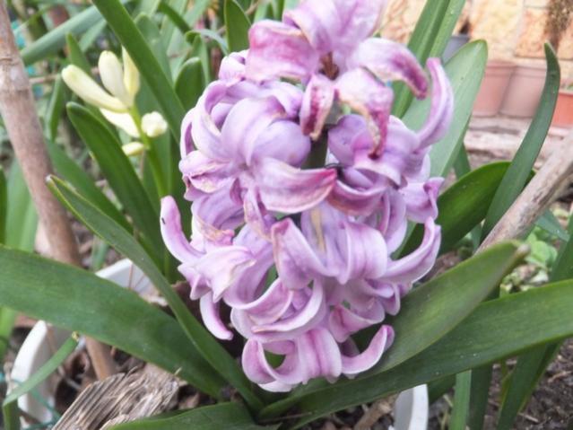 Name:  DSCF5989.jpg
Views: 602
Size:  46.7 KB