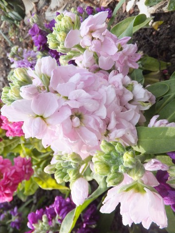 Name:  DSCF5998.jpg
Views: 620
Size:  68.6 KB