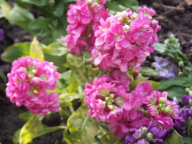 Name:  DSCF6005.jpg
Views: 586
Size:  42.5 KB