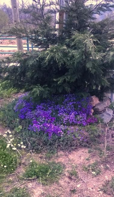 Name:  aubrieta 1-10.04.2016.jpg
Views: 607
Size:  66.7 KB