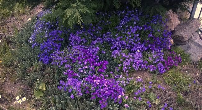Name:  aubrieta 2-10.04.2016.jpg
Views: 609
Size:  70.0 KB