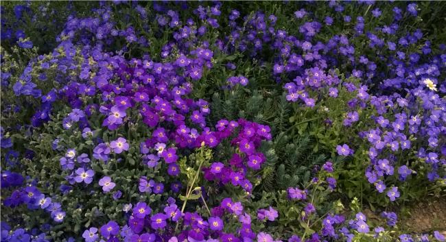 Name:  aubrieta 3-10.04.2016.jpg
Views: 606
Size:  65.6 KB
