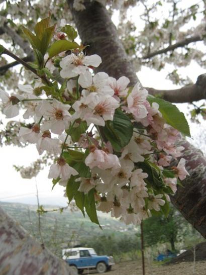 Name:  kiraz2.jpg
Views: 835
Size:  41.6 KB
