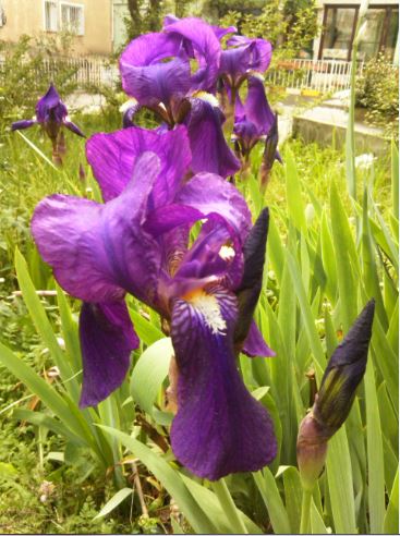 Name:  zam1.JPG
Views: 302
Size:  53.8 KB