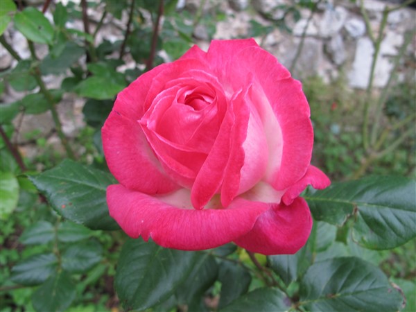 Name:  IMG_8393 (600 x 450).jpg
Views: 773
Size:  69.7 KB