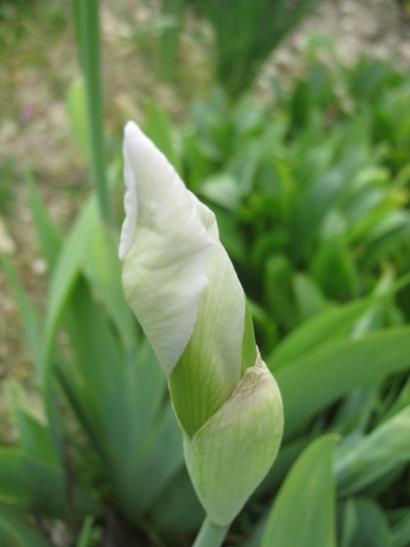Name:  iris1.jpg
Views: 791
Size:  21.6 KB