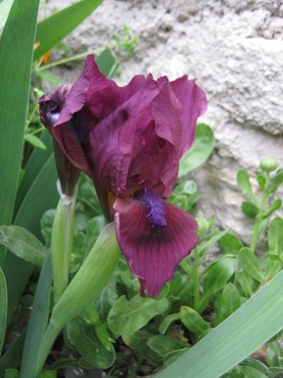 Name:  iris.jpg
Views: 782
Size:  34.4 KB