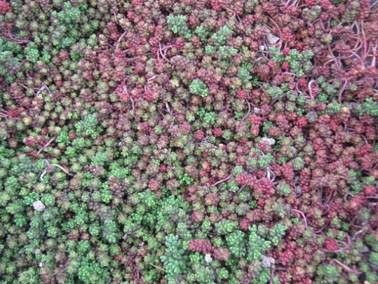 Name:  sedum.jpg
Views: 849
Size:  71.1 KB