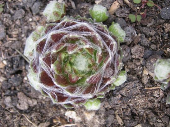 Name:  sempervivum1.jpg
Views: 849
Size:  53.8 KB