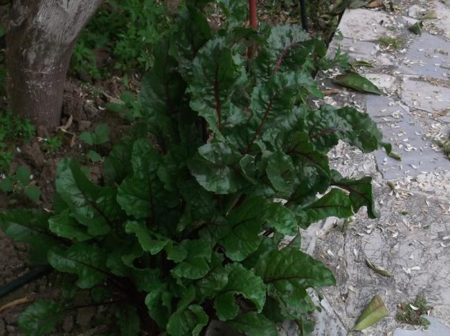 Name:  DSCF9062.jpg
Views: 409
Size:  55.9 KB