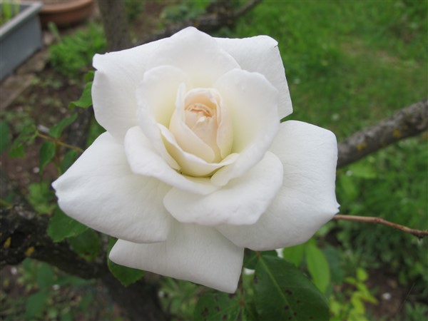 Name:  IMG_8425 (600 x 450).jpg
Views: 672
Size:  53.3 KB