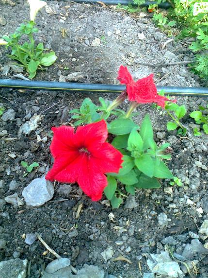 Name:  Fotoraf3590.jpg
Views: 263
Size:  78.8 KB