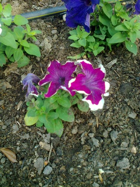 Name:  Fotoraf3592.jpg
Views: 251
Size:  77.9 KB