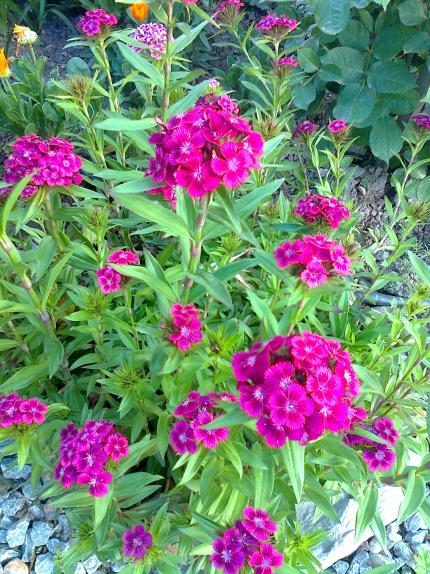 Name:  Fotoraf3577.jpg
Views: 273
Size:  79.1 KB