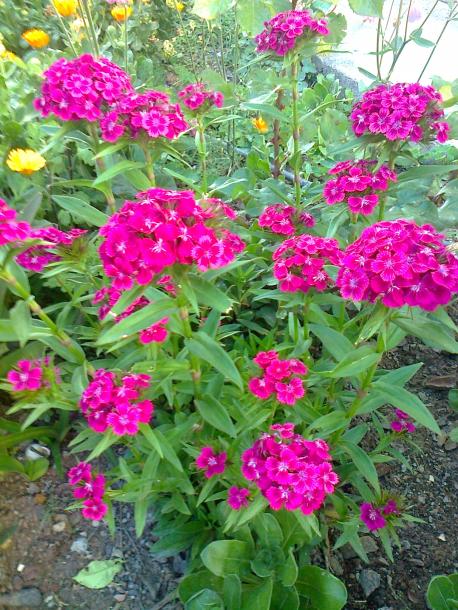Name:  Fotoraf3578.jpg
Views: 286
Size:  79.0 KB