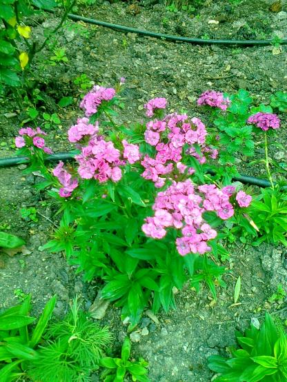 Name:  Fotoraf3618.jpg
Views: 280
Size:  77.4 KB