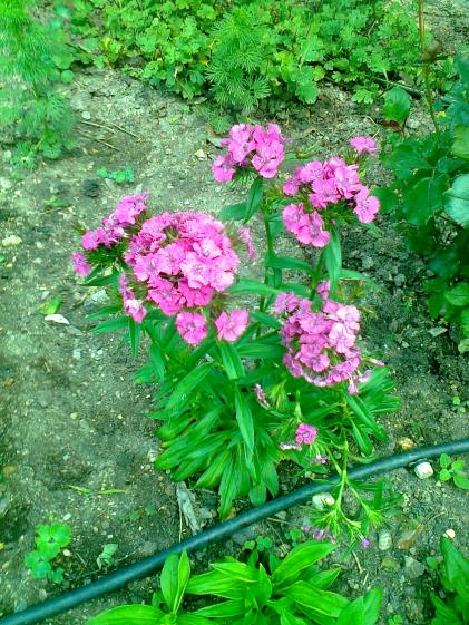 Name:  Fotoraf3619.jpg
Views: 281
Size:  77.4 KB