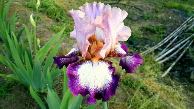 Name:  20160416_190853_Richtone(HDR)-001.jpg
Views: 924
Size:  47.1 KB