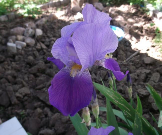 Name:  DSCF9091.jpg
Views: 566
Size:  45.7 KB