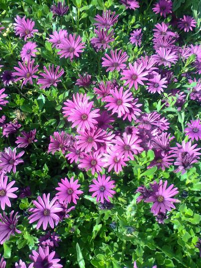 Name:  Fotoraf3625.jpg
Views: 470
Size:  81.6 KB