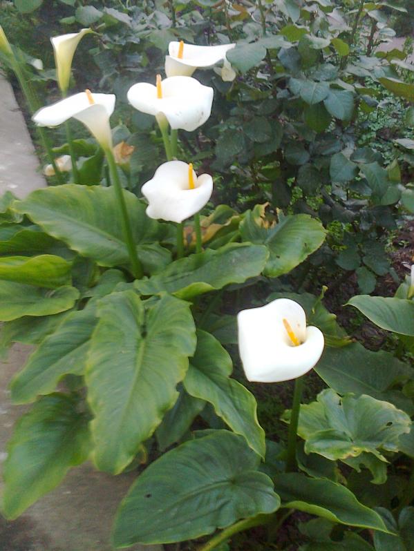 Name:  Fotoraf3649.jpg
Views: 447
Size:  71.3 KB