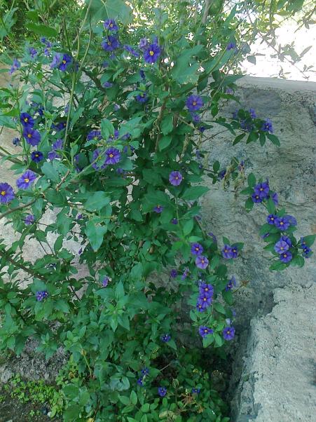 Name:  Fotoraf3623.jpg
Views: 454
Size:  76.7 KB