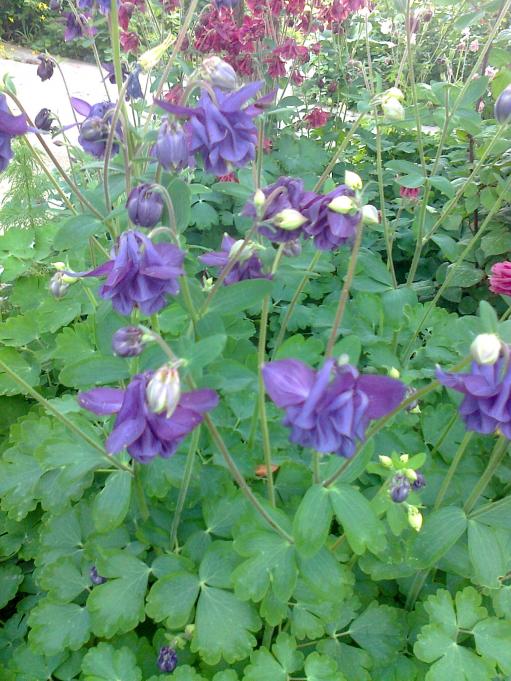 Name:  Fotoraf3615.jpg
Views: 433
Size:  75.5 KB