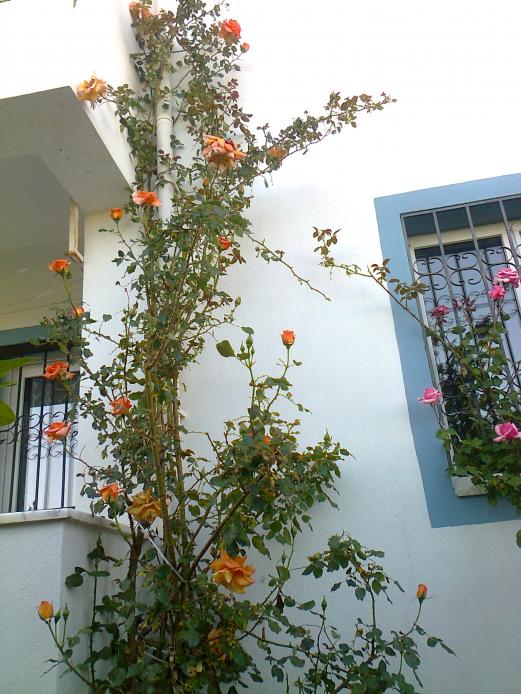 Name:  Fotoraf3644.jpg
Views: 431
Size:  74.6 KB