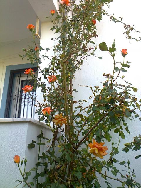 Name:  Fotoraf3645.jpg
Views: 434
Size:  77.1 KB