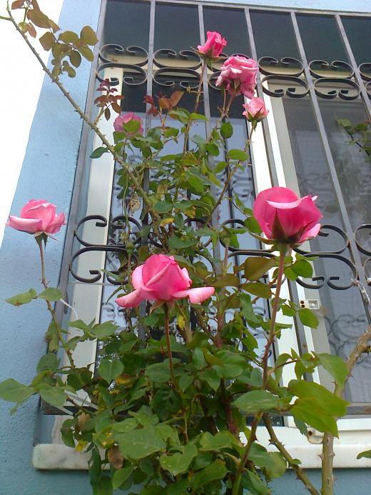 Name:  Fotoraf3643.jpg
Views: 443
Size:  76.0 KB