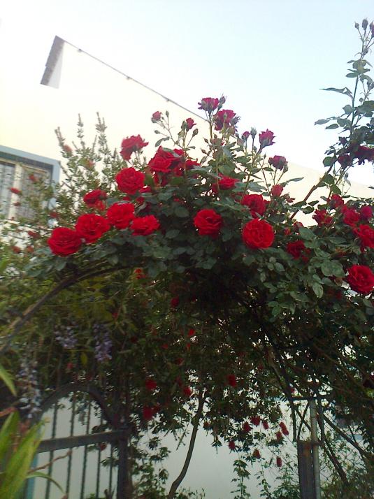 Name:  Fotoraf3650.jpg
Views: 463
Size:  74.7 KB