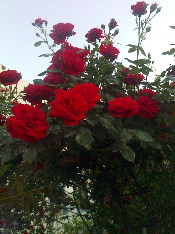 Name:  Fotoraf3651.jpg
Views: 449
Size:  72.7 KB