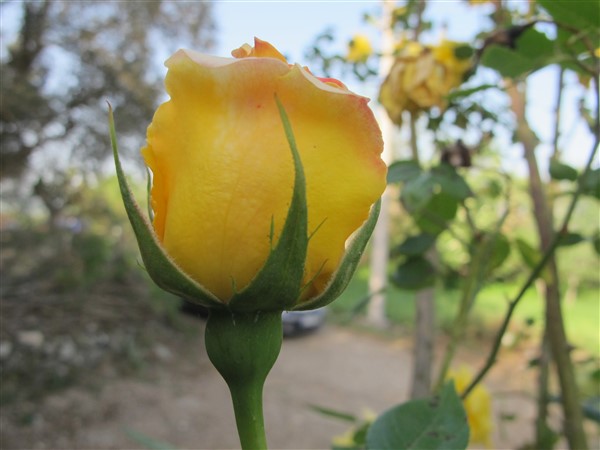 Name:  IMG_8490 (600 x 450).jpg
Views: 553
Size:  61.1 KB