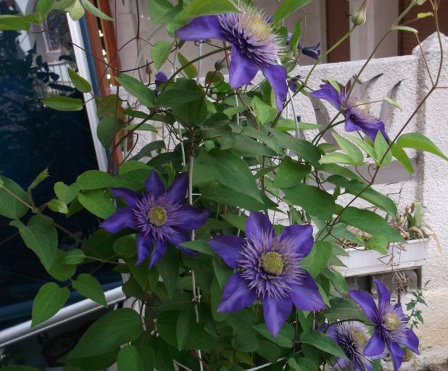 Name:  DSCF9123.jpg
Views: 527
Size:  63.9 KB