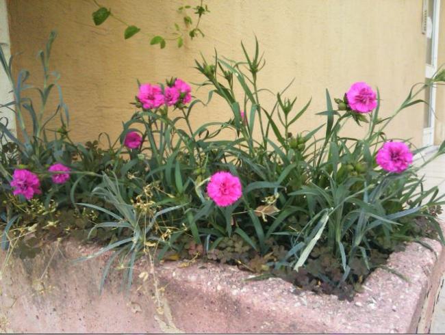 Name:  kar.jpg
Views: 321
Size:  59.7 KB